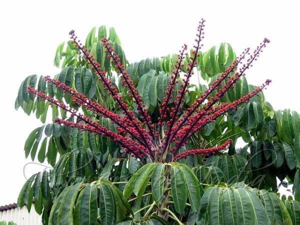 Octopus Tree
